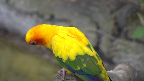 amazing parrot bird animal plumage colorful feather color yellow