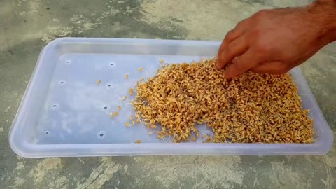 Wheatgrass Planting Without Soil