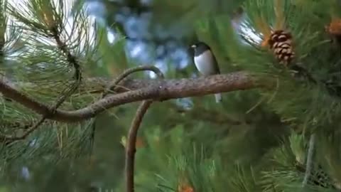 -ambient-morning-chill-with-birds