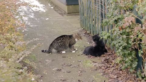 Street cat battle and attack each other