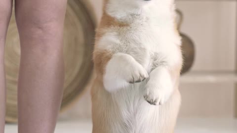 Corgi learning how to do yoga EXTREMELY CUTEE!