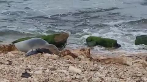 Endangered seal swims up to Israeli beach to 'simply rest' a few days