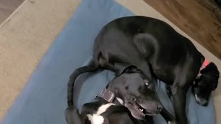 Great Dane belly scratches