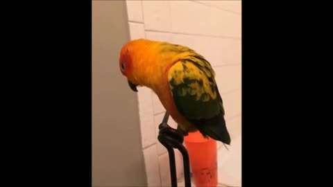 THE MOST CRAZY AND FUNNY BIRDS AND FUNNY PARROTS