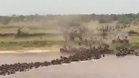 Amazing Wildlife of Botswana. Best Wild Animal Chases