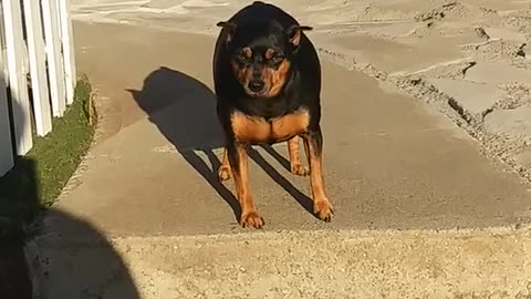 Funny Animal dog