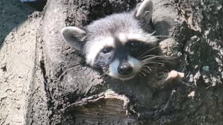 Friendly Raccoon Pops Out to Say Hello