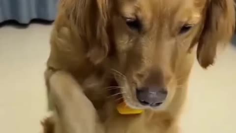 Funny animal videos|Cute animal videos |Funny dog&cat