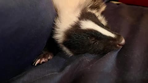 Polly Anna, The Sleepy Pet Skunk