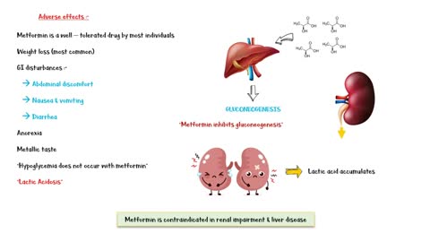 Metformin - Uses, Mechanism Of Action, Adverse Effects & Contraindications