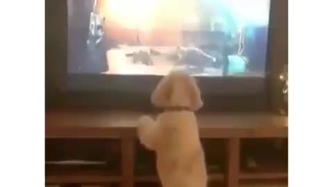 Dog's funny video