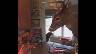 Dog Freaks Out Over Taxidermy Deer