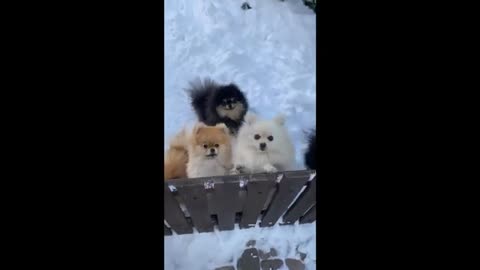 Puppies are Cute and Funny #6