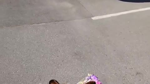 Precious Pupper Brings Mom Flowers