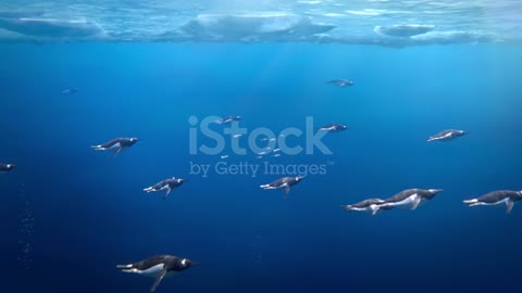 Many gentoo penguins swimming underwater in Antarctica, sunlight passing through the ice