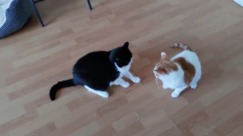 Cat Meows At Another Cat