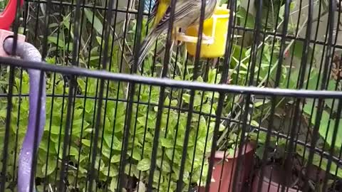 My sweet singing Canary