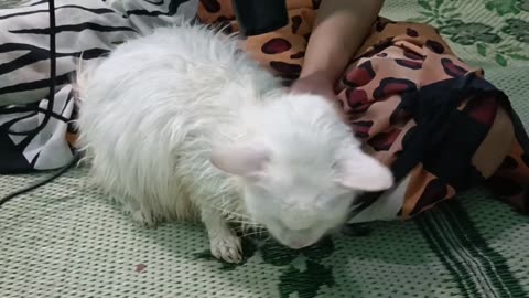 Mom Cat First Baths After Giving Birth And Screams Meow Meow