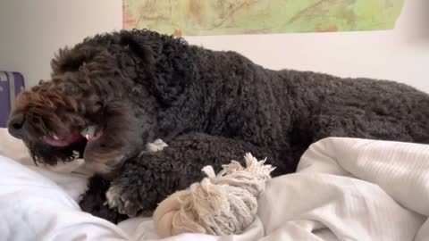 Cute Labradoodle playing with her chew toy on the bed