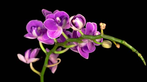 Blooming purple orchid phalaenopsis flower