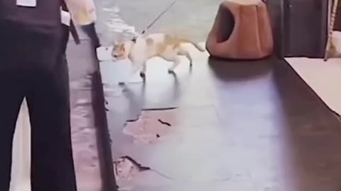 Walking On The Dance Style By The Cat