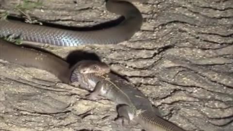 Snake Attack Comodo Dragon - Wild Animals - Snake fight - Snake Video - Animals #Shorts