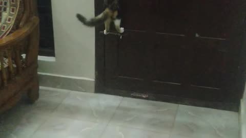 Sumi the Cat Opens a Door by Itself