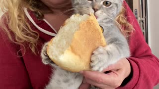 Kitty Munches on Loaf of Bread
