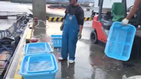 Japanese Puffer Fish Farm and Harvest - Amazing FUGU Fish Farming in Japan - FUGU Fish Cutting Skill