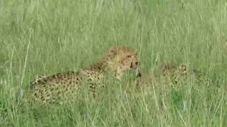 Female Cheetah with her adorable cubs