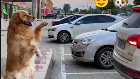 🐶 😍 😂 smart dog to be a parking attendant