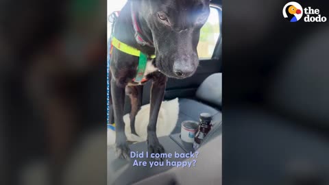 This Dog Rescue Will Make You Believe In Fate _ The Dodo