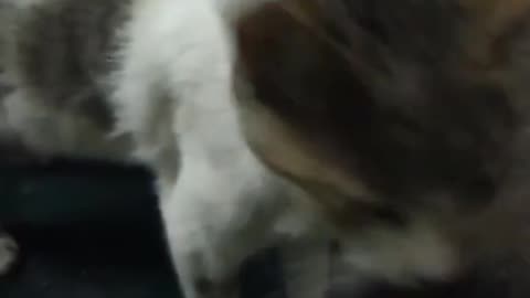 smart cat