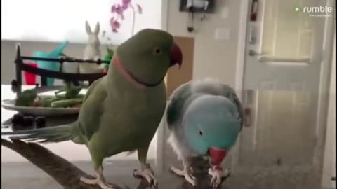 Parrots incredibly talk to one other like humans