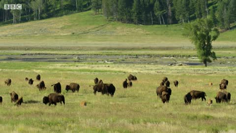 Bison Fight for Mating Rights