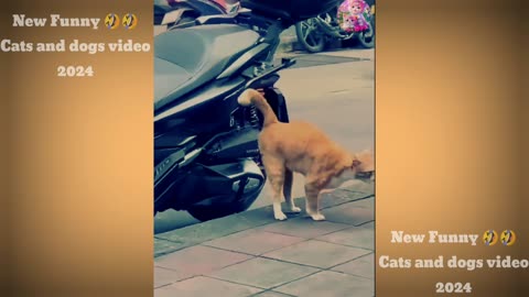 New Funny Videos 29-5-2024 😍 Cutest Cats and Dogs 🐱🐶 Part 13