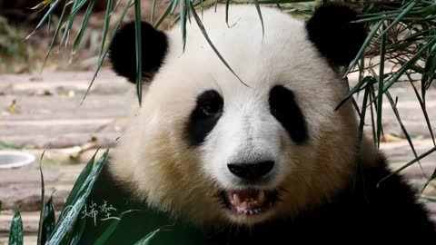 Beautiful panda HE HUA looking at the camera😍