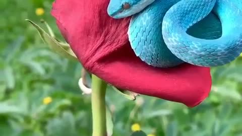 beautiful blue snake