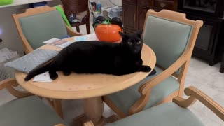 Adopting a Cat from a Shelter Vlog - Cute Precious Piper Prepares for Halloween