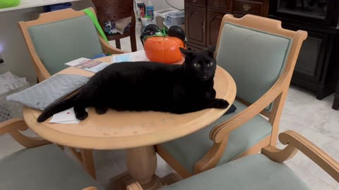 Adopting a Cat from a Shelter Vlog - Cute Precious Piper Prepares for Halloween
