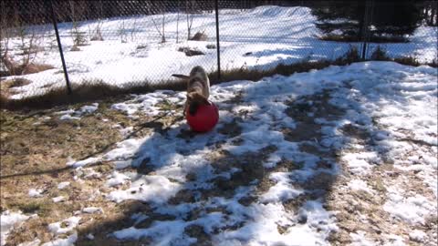 German Shephard Puppy vs Jolly ball