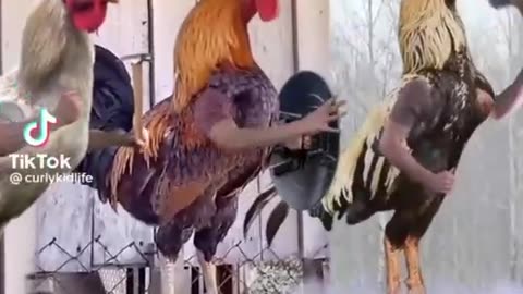 Birds Ready To Fight | Funny Videos | Amazing Videos