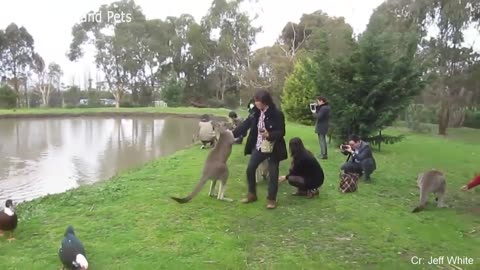 Funny Animals Chasing and Scaring People