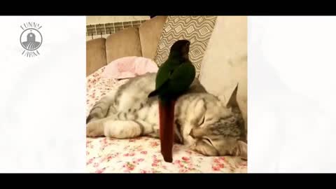 Hilarous Birds __ Cute and Funny Dog Videos Compilation