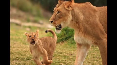 Kids Learning Videos - Super Cute Baby Animals