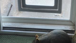 Squirrel Sneaks Inside for a Snack