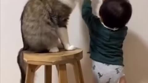 Funny cat