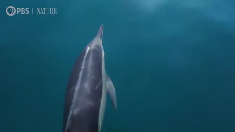 How Orcas Hunt Dolphins