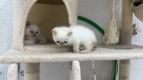 Brave Kittens shows how smart they are.