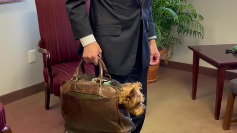 Take your Yorkie to work day